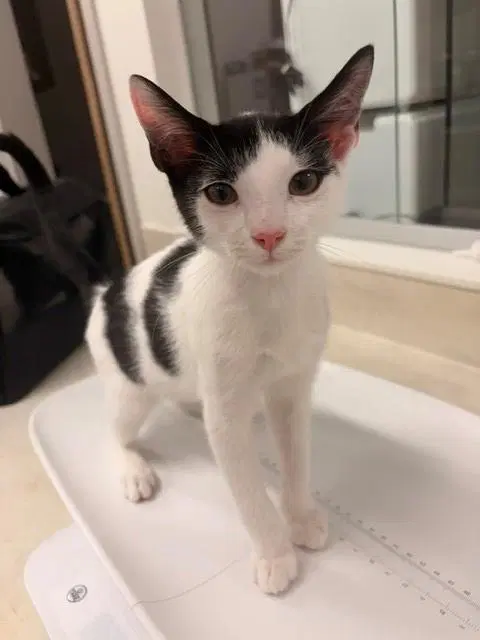 Achilles - Domestic Short Hair