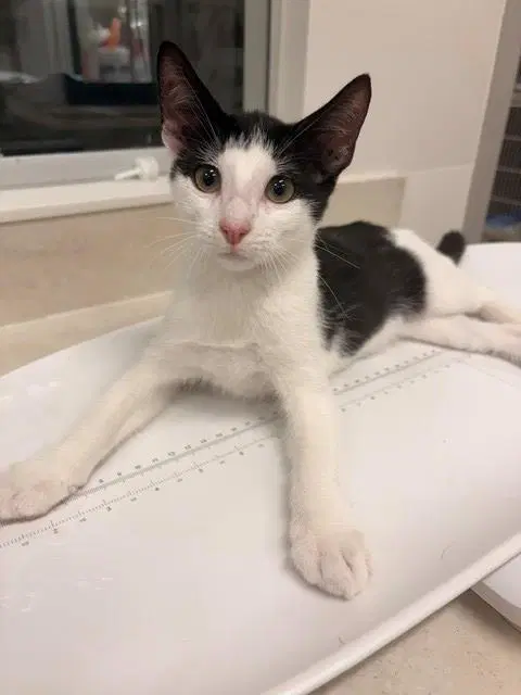 Hercules - Domestic Short Hair