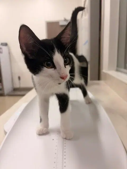 Orpheus - Domestic Short Hair