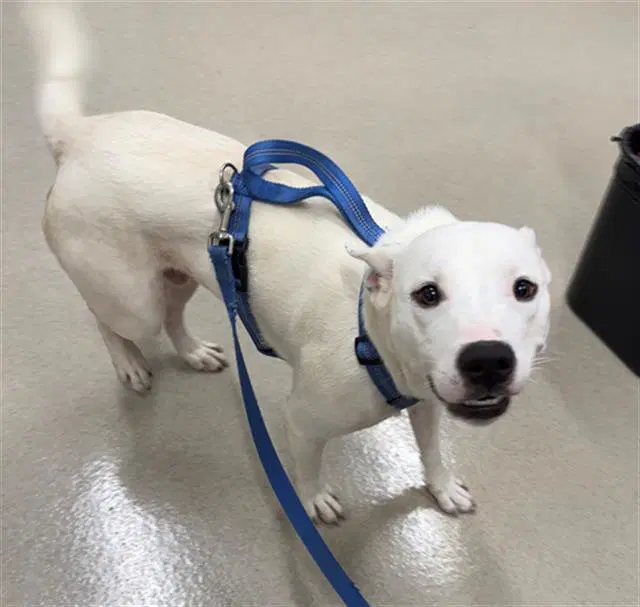 Stitch - Pit Bull Terrier