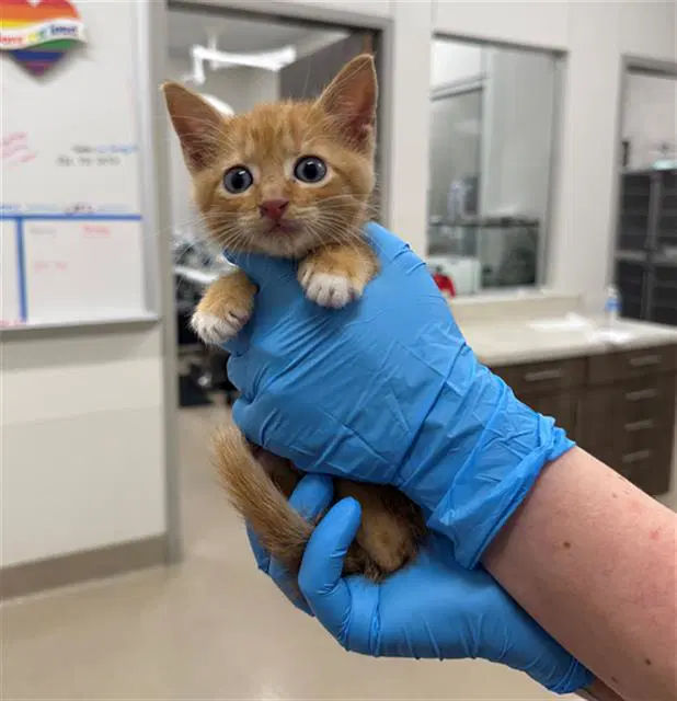 Petelynn - Domestic Short Hair