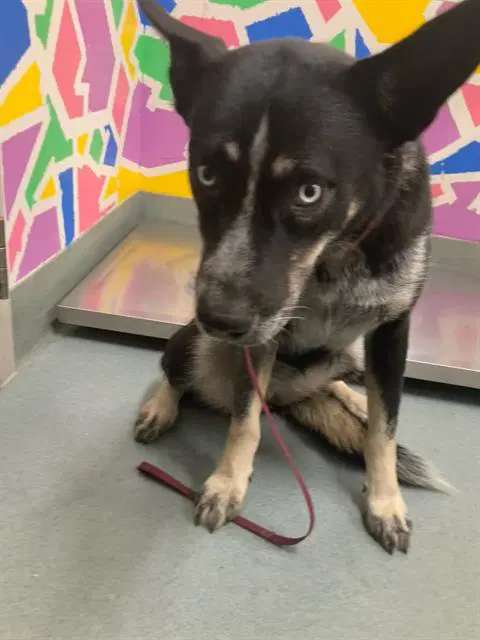 Lotus - Australian Cattle Dog/Blue Heeler