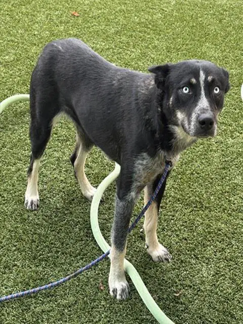 Lotus - Australian Cattle Dog/Blue Heeler