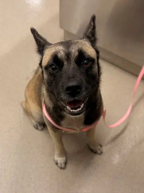 Rhiannon - German Shepherd Dog