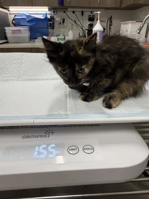 Flora - Domestic Short Hair