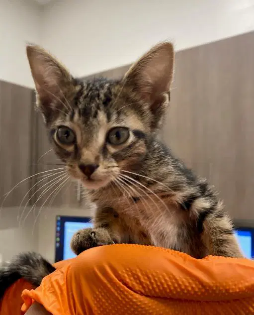 Fanta - Domestic Short Hair