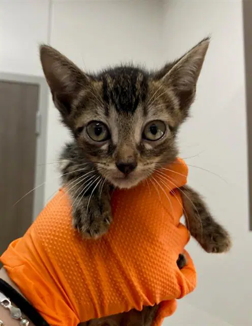 Crush - Domestic Short Hair