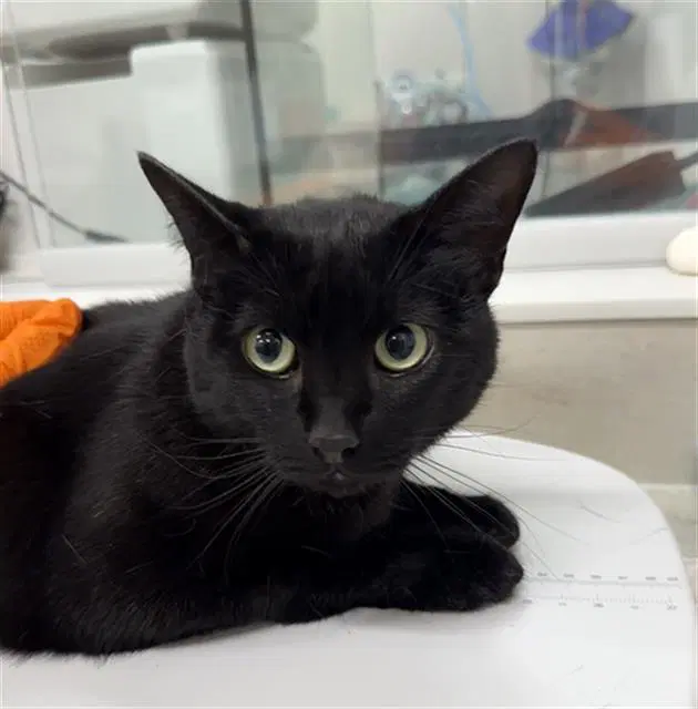 Bendy - Domestic Short Hair