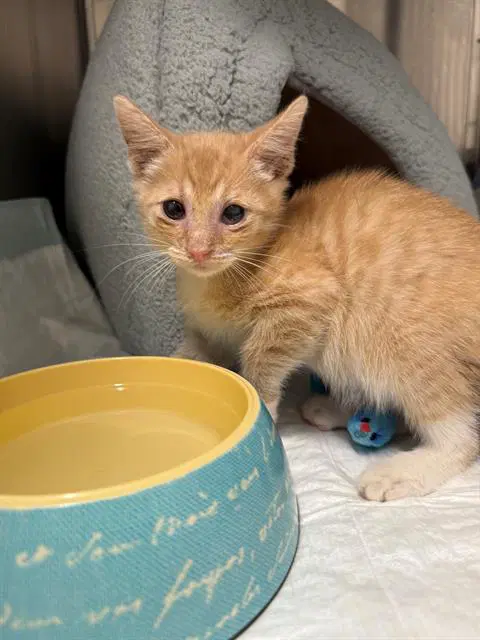 Baby Jon - Domestic Short Hair