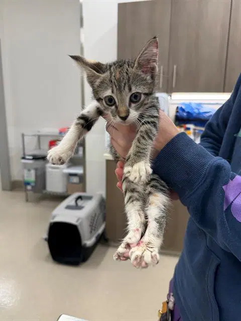 Alaska - Domestic Short Hair
