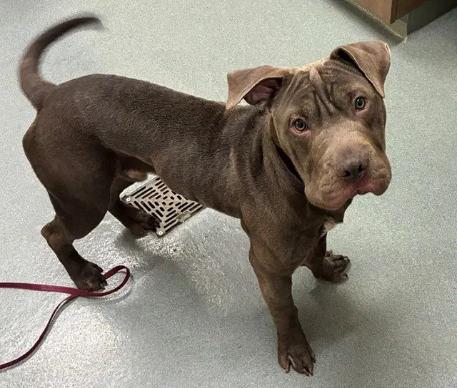 Lino - Pit Bull Terrier