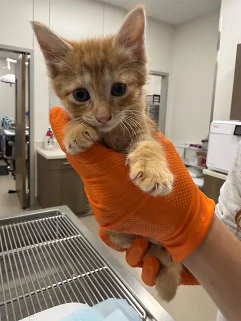 Plumlynn - Domestic Short Hair