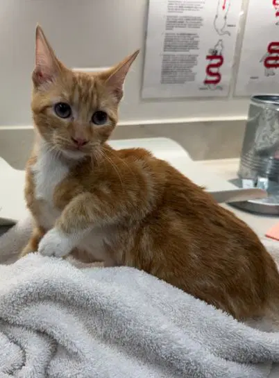 Dilly - Domestic Short Hair