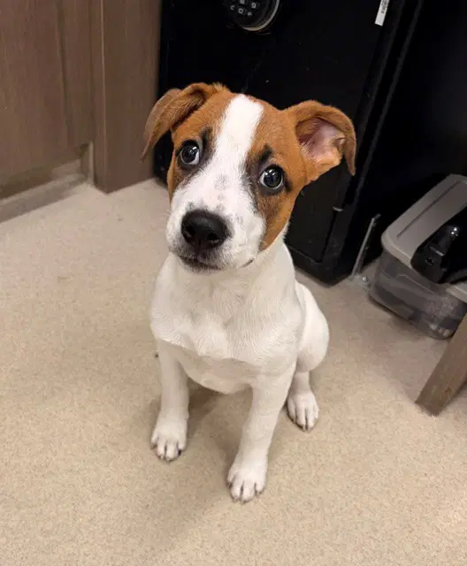 Lottie - Pit Bull Terrier