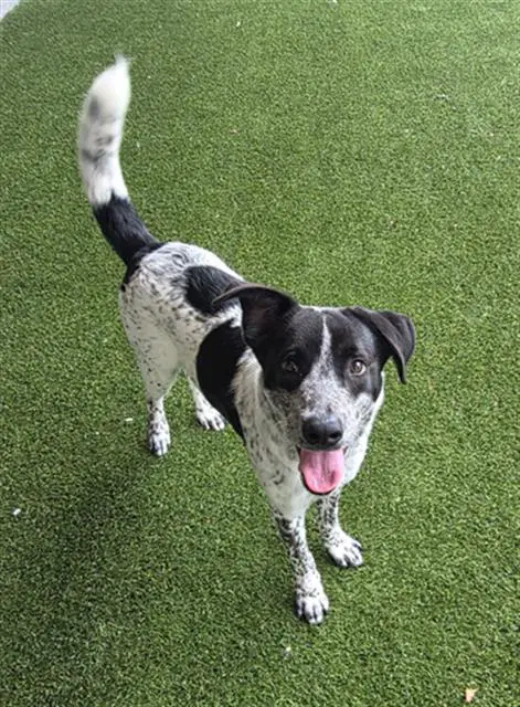Boone - Border Collie