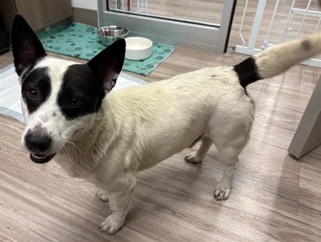 Coconut - Cardigan Welsh Corgi