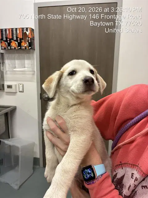 Mila - Great Pyrenees