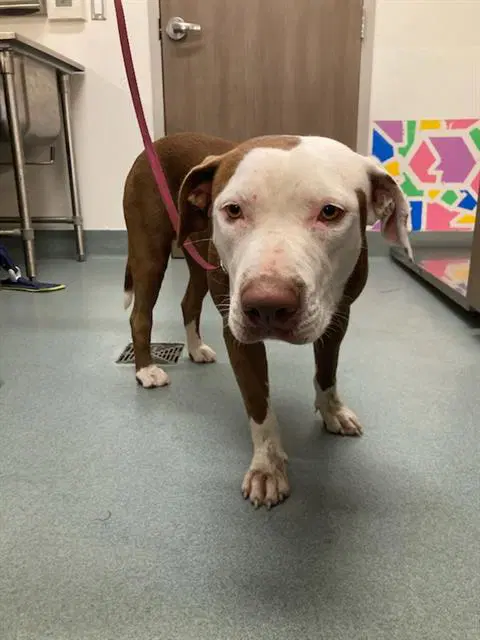 Freida - American Pit Bull Terrier