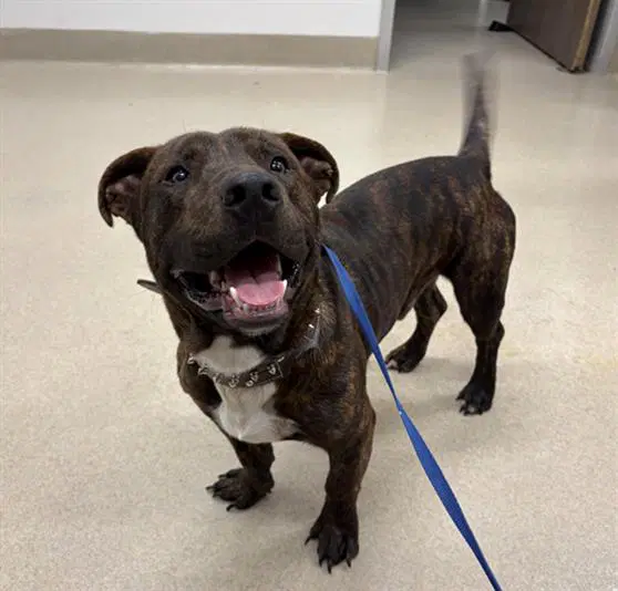 Rock - Pit Bull Terrier