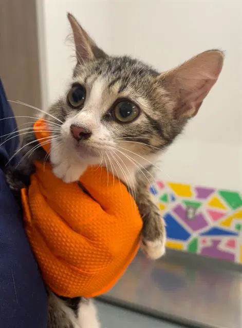 Joey - Domestic Short Hair