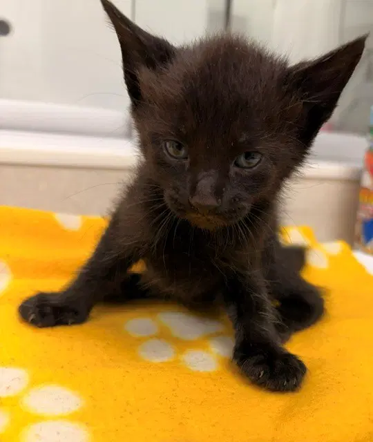 Saturn - Domestic Short Hair