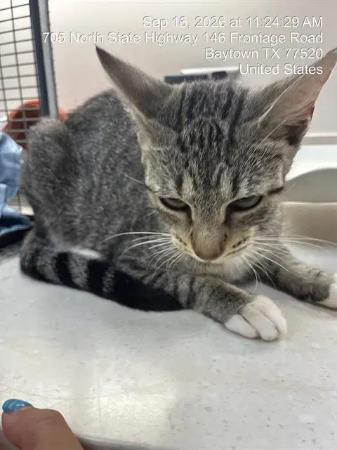 Jupiter - Domestic Short Hair