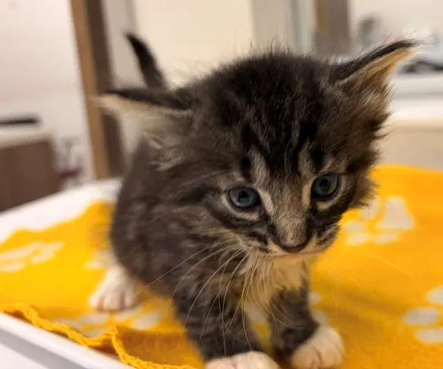 Uranus - Domestic Short Hair