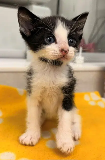 Pluto - Domestic Short Hair