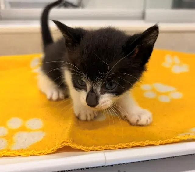Venus - Domestic Short Hair