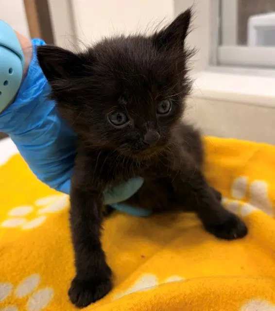 Mercury - Domestic Short Hair