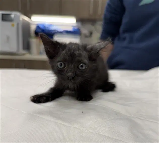 Selene - Domestic Short Hair