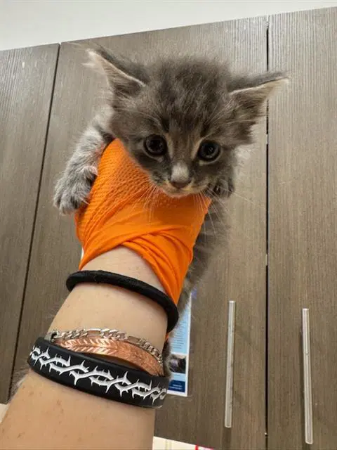 Nutmeg - Domestic Medium Hair