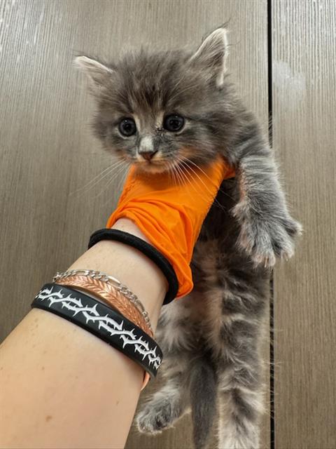 Pumpkin