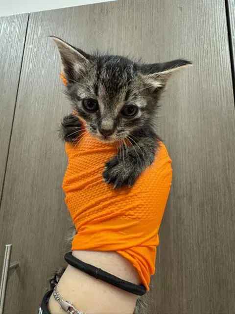 Saffron - Domestic Medium Hair