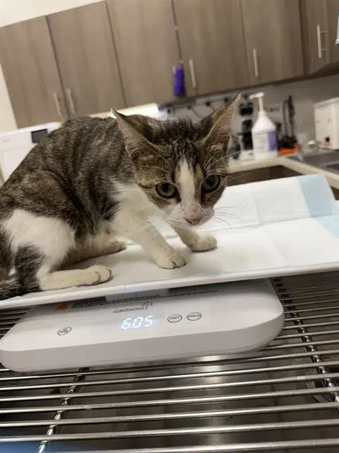 Tune - Domestic Short Hair
