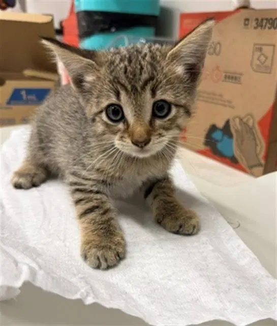 Sophie - Domestic Short Hair