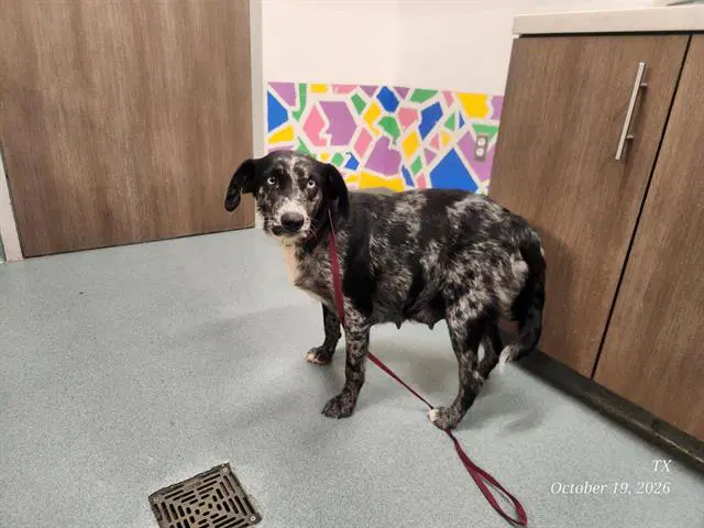 Moira - Australian Cattle Dog/Blue Heeler