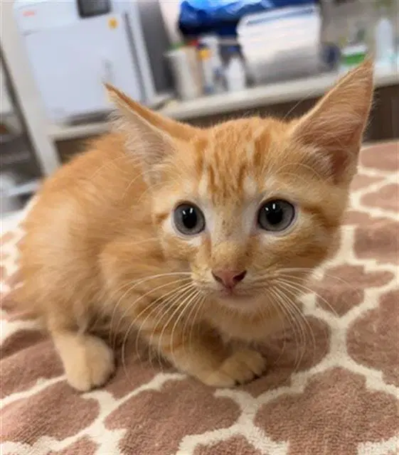 Ludo - Domestic Short Hair