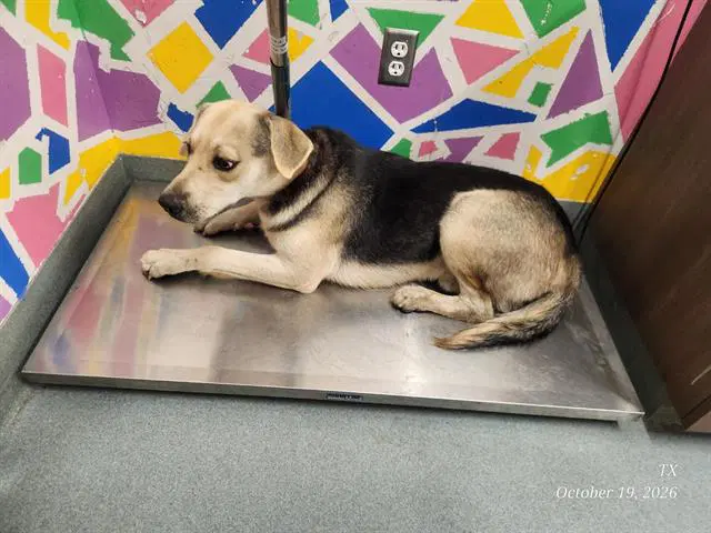Charles - German Shepherd Dog