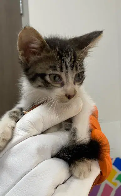 Sprite - Domestic Short Hair