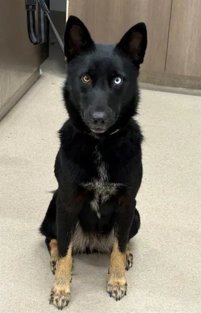 Maggie - Husky