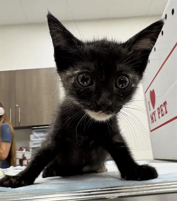 Sotoria - Domestic Short Hair