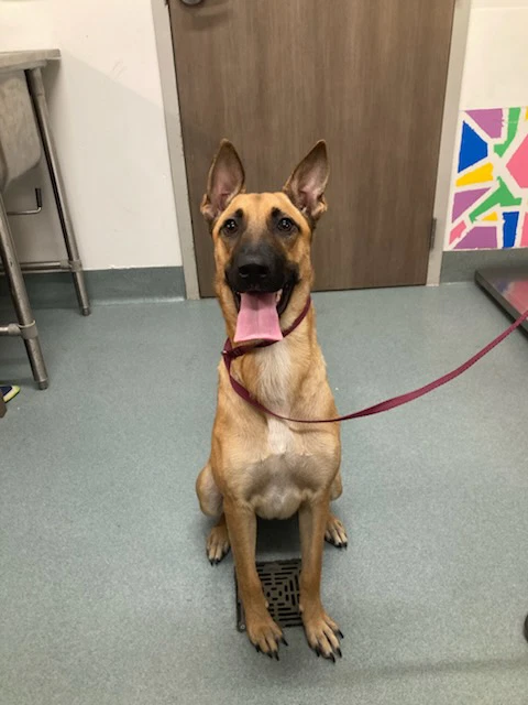 Koda