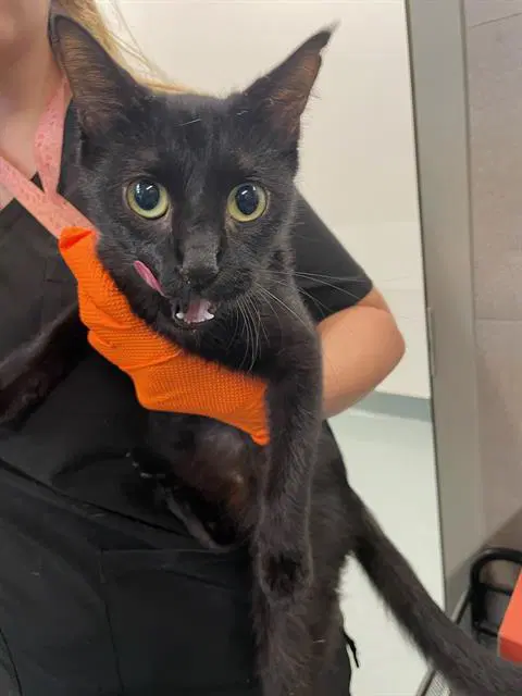 Clementine - Domestic Short Hair
