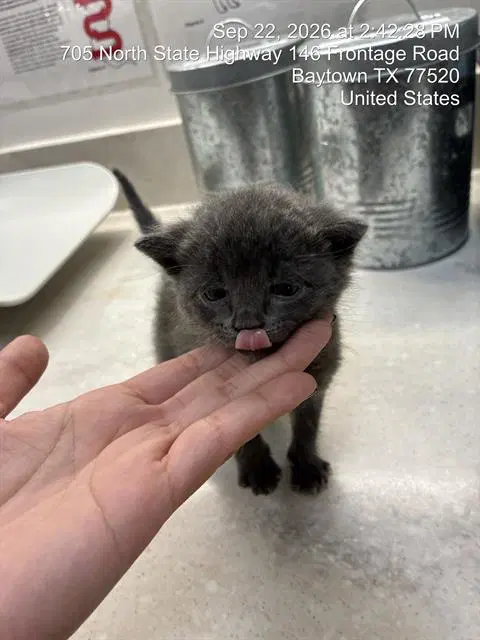 Jalapeno - Domestic Medium Hair