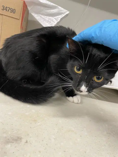 Pretzel - Domestic Short Hair