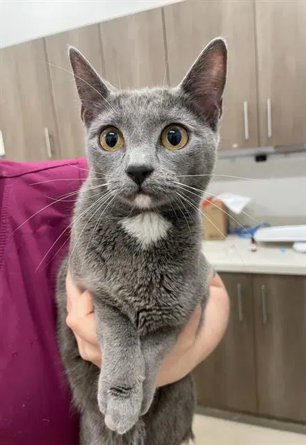 Coco - Domestic Short Hair