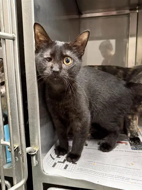 Alistair - Domestic Short Hair