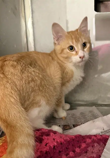 Victoria - Domestic Short Hair