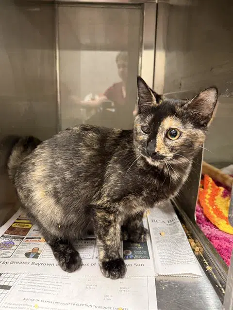 Beatrice - Domestic Short Hair